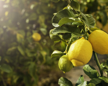 Bunch of fresh ripe lemons on a lemon tree branch in sunny garden.