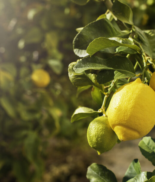 Bunch of fresh ripe lemons on a lemon tree branch in sunny garden.