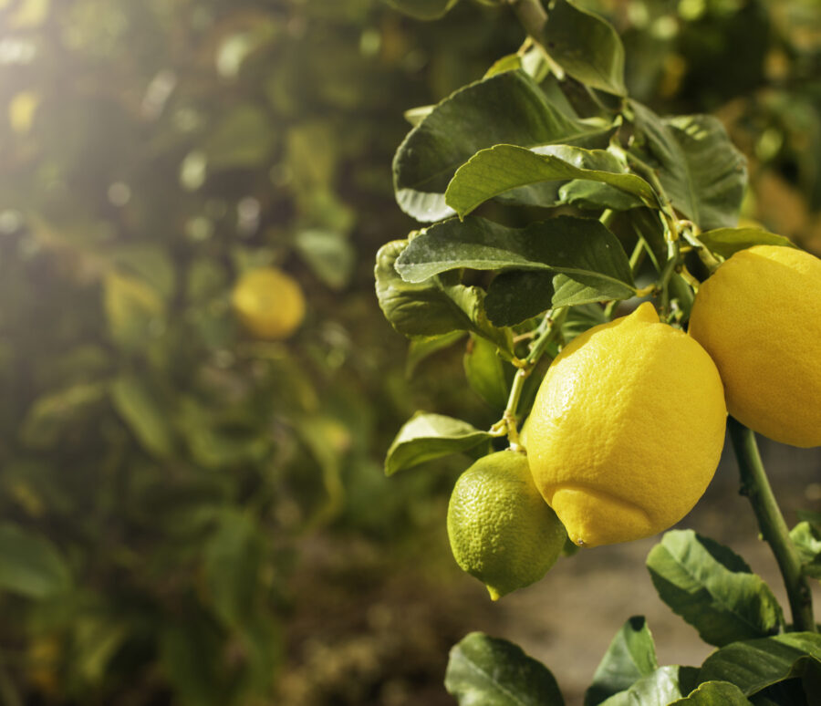 Bunch of fresh ripe lemons on a lemon tree branch in sunny garden.